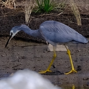 Egretta novaehollandiae at Melba, ACT - 14 Mar 2020 04:57 PM