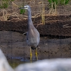 Egretta novaehollandiae at Melba, ACT - 14 Mar 2020 04:57 PM