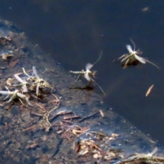 Chironomidae (family) at Paddys River, ACT - 12 Mar 2020