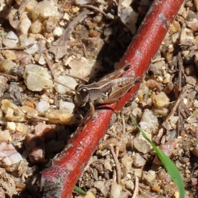 Phaulacridium vittatum (Wingless Grasshopper) at Paddys River, ACT - 12 Mar 2020 by RodDeb