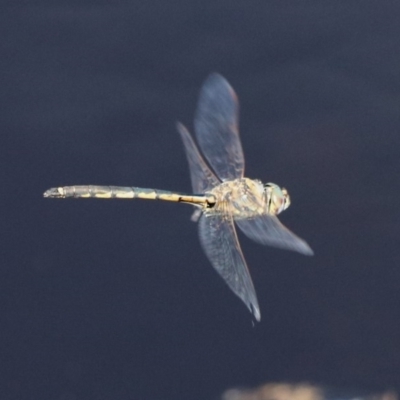 Hemicordulia tau (Tau Emerald) at Paddys River, ACT - 12 Mar 2020 by RodDeb