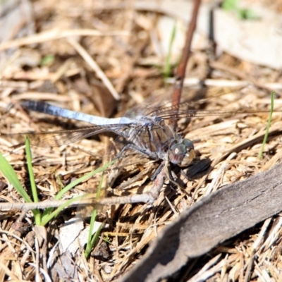 Orthetrum caledonicum (Blue Skimmer) at Tidbinbilla Nature Reserve - 12 Mar 2020 by RodDeb