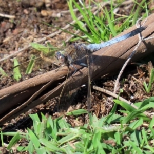 Orthetrum caledonicum at Paddys River, ACT - 12 Mar 2020