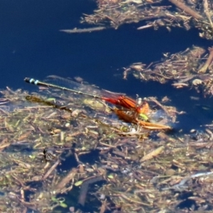 Xanthagrion erythroneurum at Paddys River, ACT - 12 Mar 2020