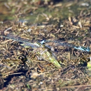 Austroagrion watsoni at Paddys River, ACT - 12 Mar 2020