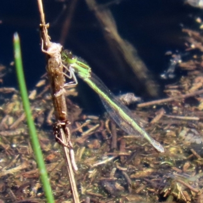 Ischnura aurora (Aurora Bluetail) at Paddys River, ACT - 12 Mar 2020 by RodDeb