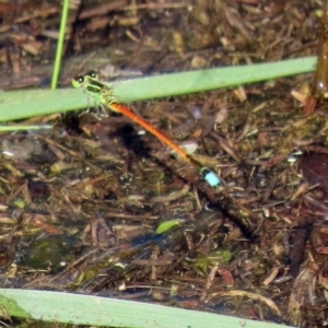 Ischnura aurora at Paddys River, ACT - 12 Mar 2020