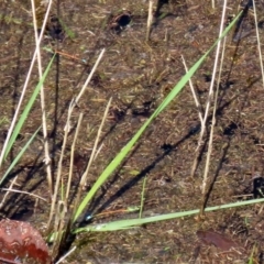 Ischnura aurora at Paddys River, ACT - 12 Mar 2020