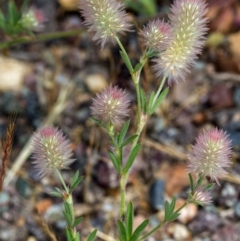 Trifolium arvense var. arvense (Haresfoot Clover) at Bruce, ACT - 9 Nov 2014 by Bron