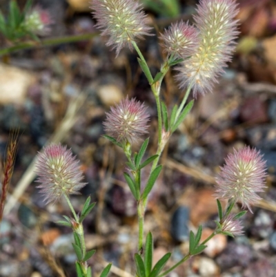 Trifolium arvense var. arvense (Haresfoot Clover) at Bruce, ACT - 9 Nov 2014 by Bron