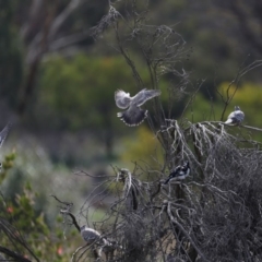 Ocyphaps lophotes (Crested Pigeon) at Jerrabomberra Wetlands - 13 Mar 2020 by jbromilow50