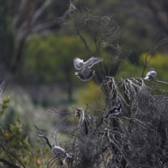 Ocyphaps lophotes (Crested Pigeon) at Fyshwick, ACT - 13 Mar 2020 by jb2602