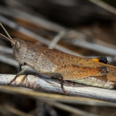 Goniaea opomaloides (Mimetic Gumleaf Grasshopper) at Bruce, ACT - 9 Nov 2014 by Bron