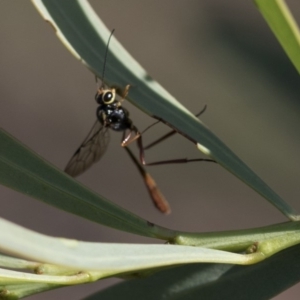 Ichneumonidae (family) at Weetangera, ACT - 10 Mar 2020