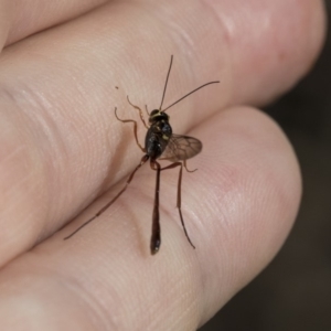 Ichneumonidae (family) at Weetangera, ACT - 10 Mar 2020