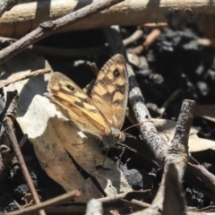 Geitoneura klugii (Marbled Xenica) at Weetangera, ACT - 9 Mar 2020 by AlisonMilton