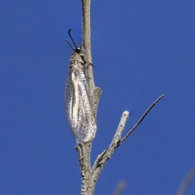 Myrmeleontidae (family) (Unidentified Antlion Lacewing) at The Pinnacle - 9 Mar 2020 by AlisonMilton