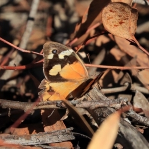 Heteronympha merope at Acton, ACT - 13 Mar 2020 07:57 AM