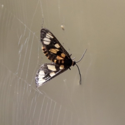 Amata (genus) (Handmaiden Moth) at Hackett, ACT - 13 Mar 2020 by AlisonMilton