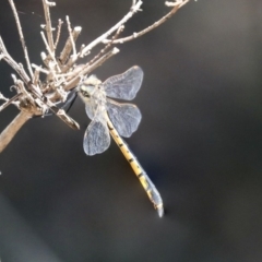 Hemicordulia tau (Tau Emerald) at Acton, ACT - 13 Mar 2020 by AlisonMilton