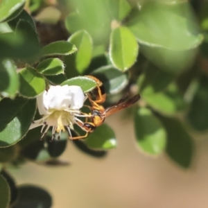 Eumeninae (subfamily) at Acton, ACT - 13 Mar 2020