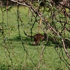 Notamacropus rufogriseus (Red-necked Wallaby) at Acton, ACT - 13 Mar 2020 by jbromilow50