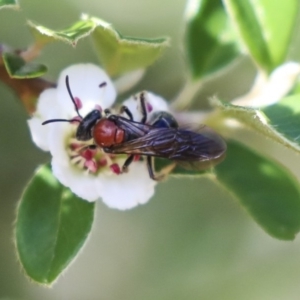 Lasioglossum (Callalictus) callomelittinum at Acton, ACT - 13 Mar 2020