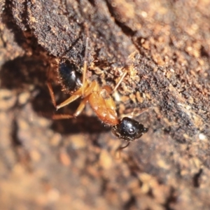 Camponotus consobrinus at Hackett, ACT - 13 Mar 2020 10:32 AM