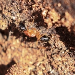 Camponotus consobrinus at Hackett, ACT - 13 Mar 2020 10:32 AM