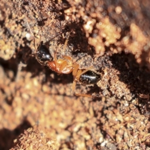 Camponotus consobrinus at Hackett, ACT - 13 Mar 2020 10:32 AM