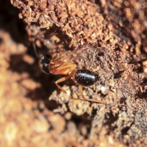 Camponotus consobrinus at Hackett, ACT - 13 Mar 2020 10:32 AM