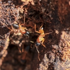 Camponotus consobrinus at Hackett, ACT - 13 Mar 2020 10:32 AM