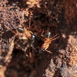 Camponotus consobrinus at Hackett, ACT - 13 Mar 2020 10:32 AM