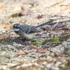 Rhipidura albiscapa at Hackett, ACT - 13 Mar 2020