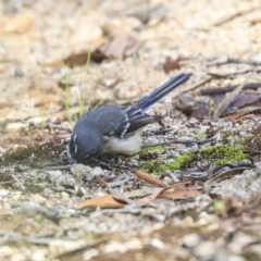 Rhipidura albiscapa at Hackett, ACT - 13 Mar 2020