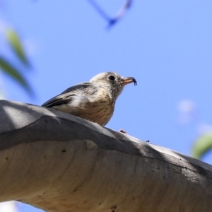 Pachycephala rufiventris at Acton, ACT - 13 Mar 2020