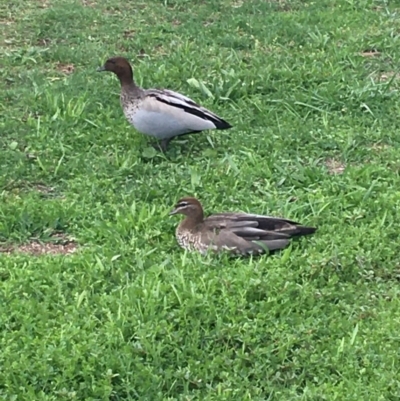 Chenonetta jubata (Australian Wood Duck) at Hughes, ACT - 14 Mar 2020 by KL