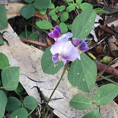 Glycine tabacina (Variable Glycine) at Hughes, ACT - 14 Mar 2020 by KL