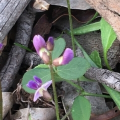 Glycine tabacina at Hughes, ACT - 14 Mar 2020