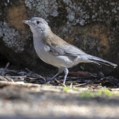 Colluricincla harmonica (Grey Shrikethrush) at Hackett, ACT - 13 Mar 2020 by AlisonMilton