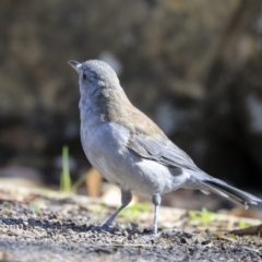 Colluricincla harmonica at Hackett, ACT - 13 Mar 2020