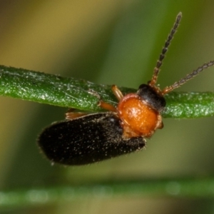 Heteromastix sp. (genus) at Bruce, ACT - 9 Nov 2014 12:00 AM