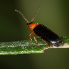 Heteromastix sp. (genus) at Bruce, ACT - 9 Nov 2014 12:00 AM