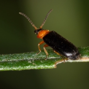 Heteromastix sp. (genus) at Bruce, ACT - 9 Nov 2014 12:00 AM