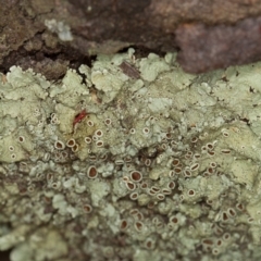 Parmeliaceae (family) (A lichen family) at Bruce Ridge to Gossan Hill - 9 Nov 2014 by Bron