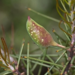 Hakea decurrens (Bushy Needlewood) at Bruce, ACT - 23 Nov 2013 by Bron