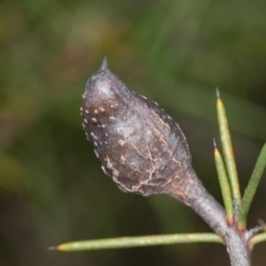 Hakea decurrens at Bruce, ACT - 23 Nov 2013