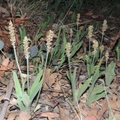 Plantago varia (Native Plaintain) at Yarralumla, ACT - 29 Feb 2020 by MichaelBedingfield