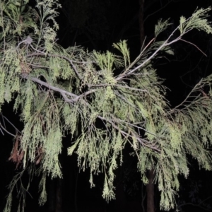 Exocarpos cupressiformis at Yarralumla, ACT - 29 Feb 2020