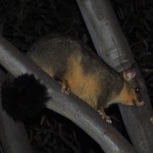 Trichosurus vulpecula at Yarralumla, ACT - 29 Feb 2020 10:05 PM